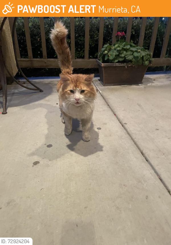 Found/Stray Male Cat last seen La alba /winchester, Murrieta, CA 92563