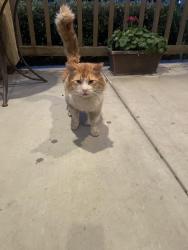 Found/Stray Male Cat last seen La alba /winchester, Murrieta, CA 92563