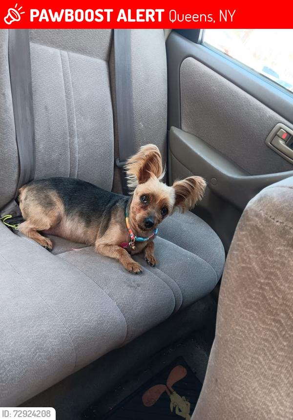 Lost Female Dog last seen 94th Street woodhaven Queens Jamaica, Queens, NY 11418