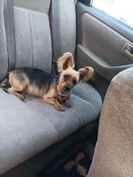 Lost Female Dog last seen 94th Street woodhaven Queens Jamaica, Queens, NY 11418