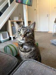 Lost Female Cat last seen Ash hill crescent,  Nunthorpe close, Ash Hill Road, Hatfield, England DN7