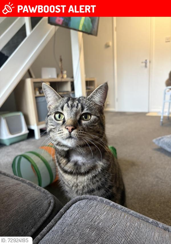 Lost Female Cat last seen Ash hill crescent,  Nunthorpe close, Ash Hill Road, Hatfield, England DN7