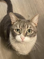 Lost Male Cat last seen Behind Albertsons big curve , Yuma, AZ 85364