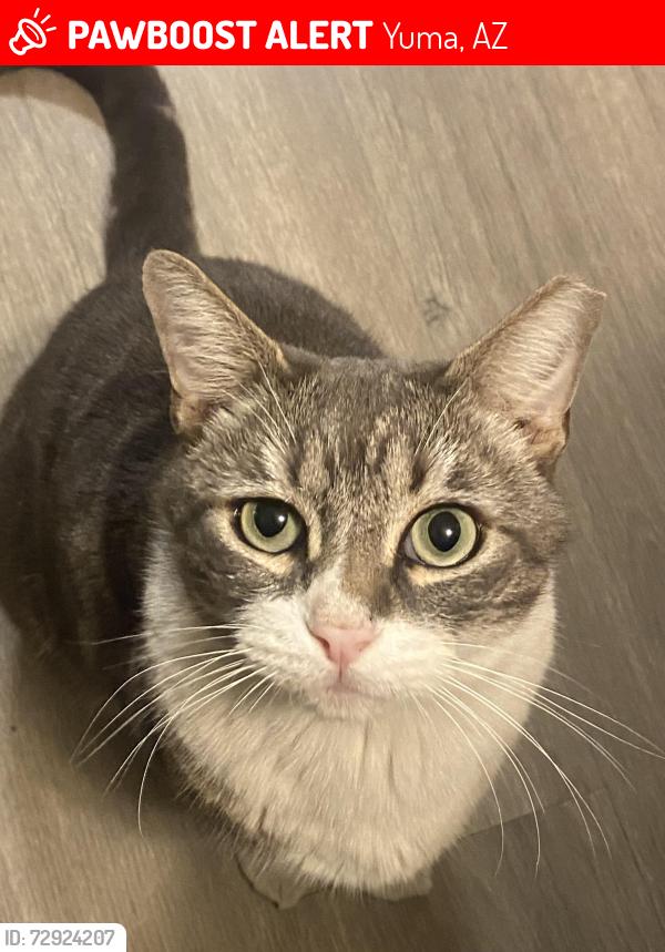 Lost Male Cat last seen Behind Albertsons big curve , Yuma, AZ 85364