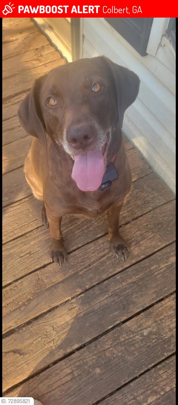 Lost Female Dog last seen Lem Edwards at TimbeRidge Lane, Colbert, GA 30628