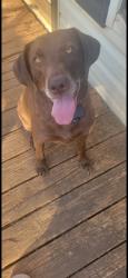 Lost Female Dog last seen Lem Edwards at TimbeRidge Lane, Colbert, GA 30628
