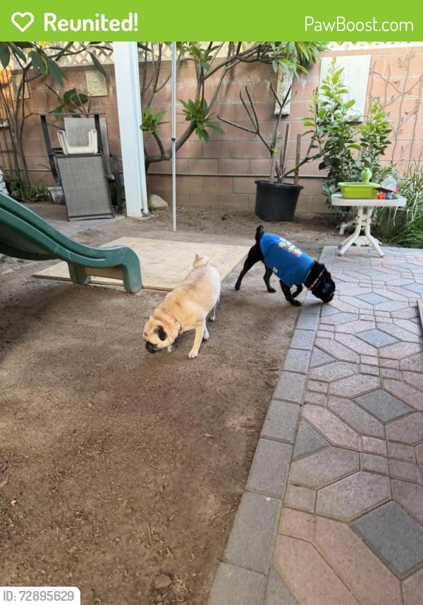 Reunited Female Dog last seen Del amo blv and coke ave, Lakewood, CA 90713