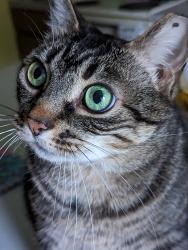 Lost Female Cat last seen Kepler rd and Pebble Beach rd, Pottstown, PA 19464