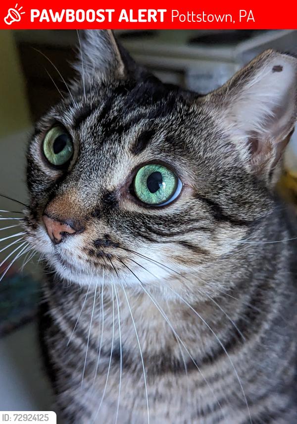 Lost Female Cat last seen Kepler rd and Pebble Beach rd, Pottstown, PA 19464