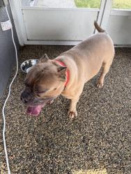 Found/Stray Male Dog last seen White Ibis/Medula TownePark/Riverstone, Lakeland, FL 33811