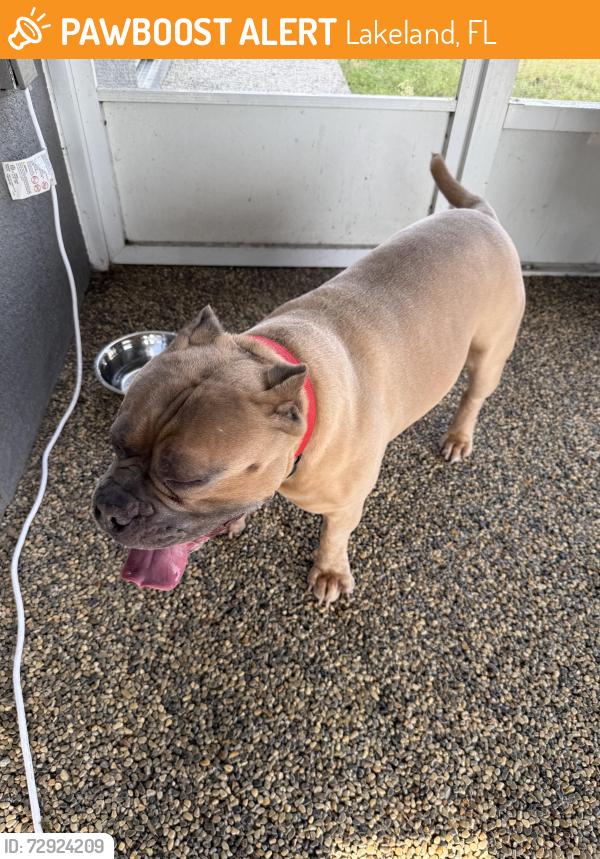 Found/Stray Male Dog last seen White Ibis/Medula TownePark/Riverstone, Lakeland, FL 33811