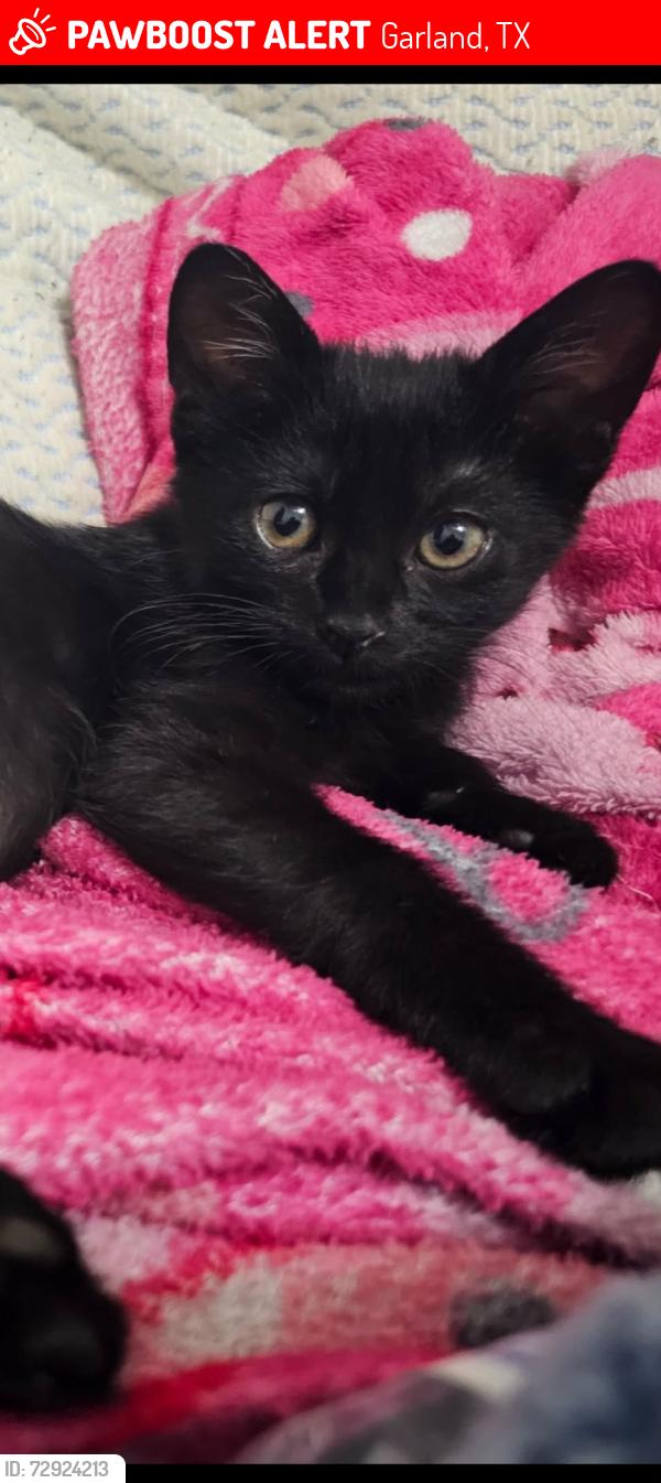 Lost Female Cat last seen Near carriage hse ln, Garland, TX 75040