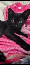 Lost Female Cat last seen Near carriage hse ln, Garland, TX 75040