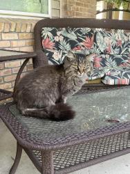 Found/Stray Unknown Cat last seen Applewood , Cincinnati, OH 45236