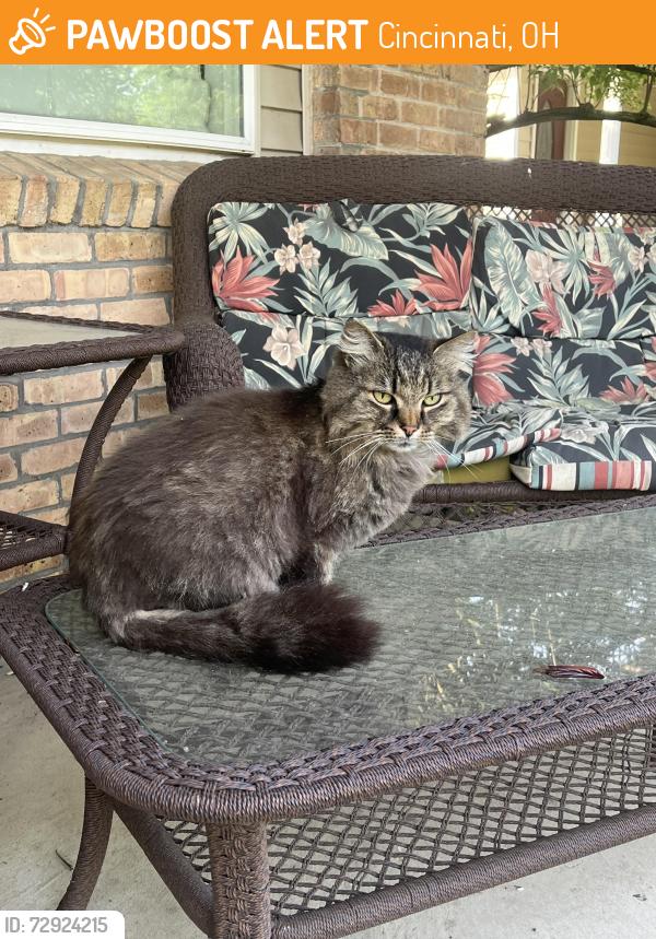 Found/Stray Unknown Cat last seen Applewood , Cincinnati, OH 45236