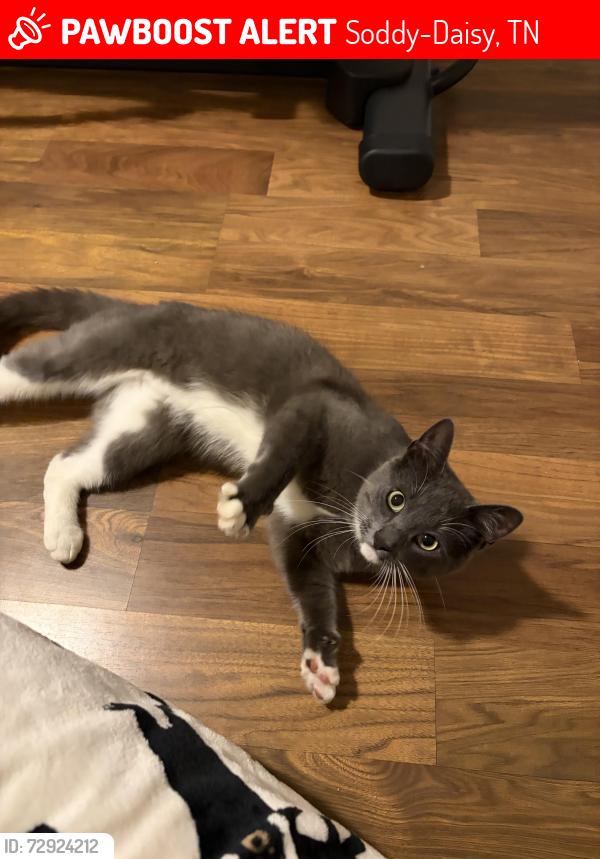 Lost Male Cat last seen Near Wilson Street Soddy- Daisy, TN 37379, Soddy-Daisy, TN 37379