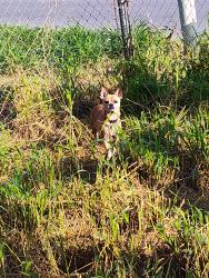 Found/Stray Female Dog last seen Dogpound markowsky ave/commerce, Harlingen, TX 78550
