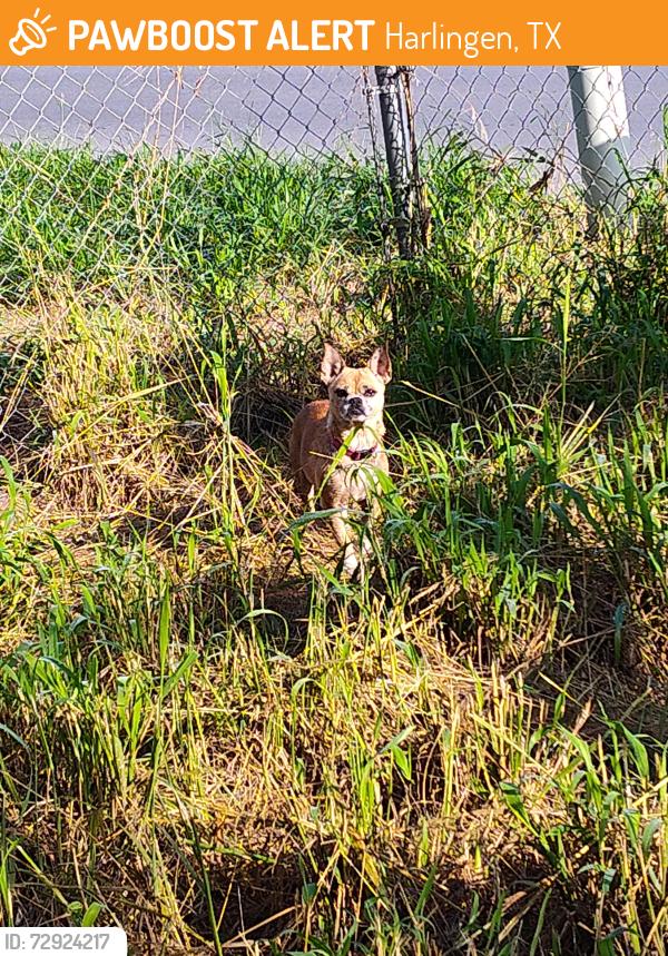 Found/Stray Female Dog last seen Dogpound markowsky ave/commerce, Harlingen, TX 78550