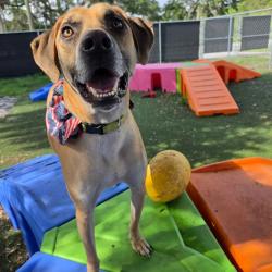 Shelter Stray Male Dog last seen , Port Richey, FL 34653