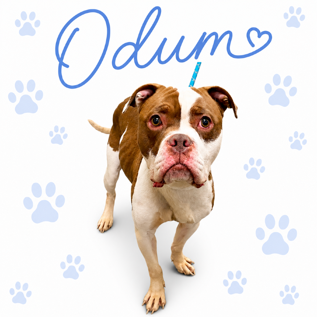 Shelter Stray Male Dog last seen , Memphis, TN 38133