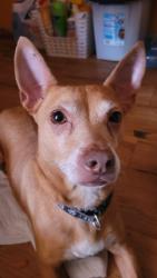 Reunited Male Dog last seen Austin st Irving tx, Irving, TX 75061