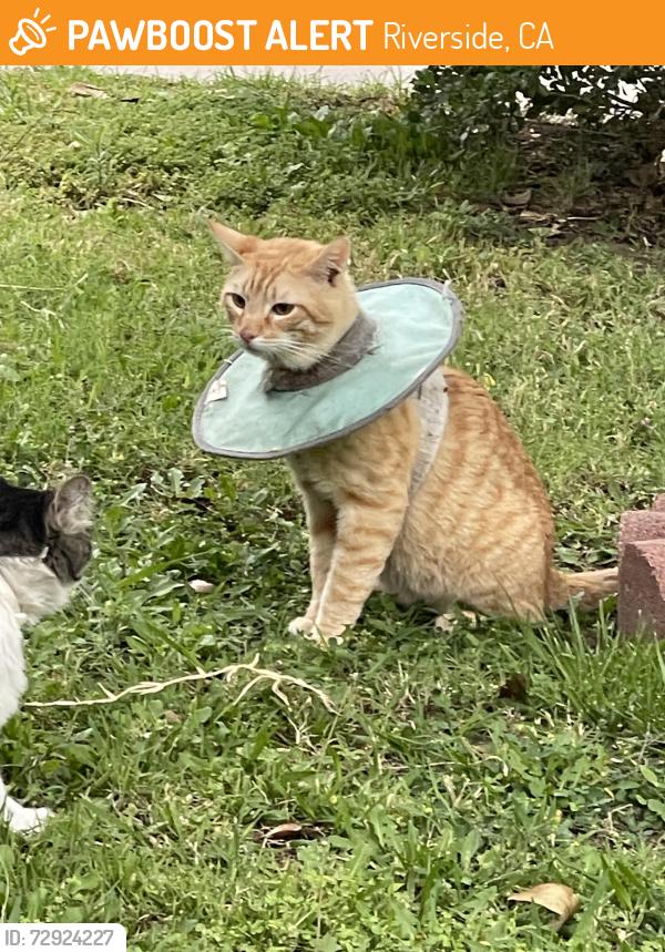 Found/Stray Unknown Cat last seen Magnolia/Madison, Riverside, CA 92504