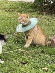 Found/Stray Unknown Cat last seen Magnolia/Madison, Riverside, CA 92504