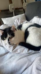 Lost Male Cat last seen Stirling old bridge , Stirling, Scotland FK9 5BW