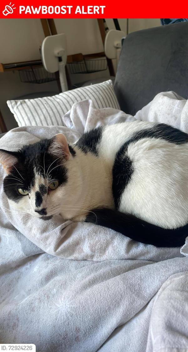 Lost Male Cat last seen Stirling old bridge , Stirling, Scotland FK9 5BW