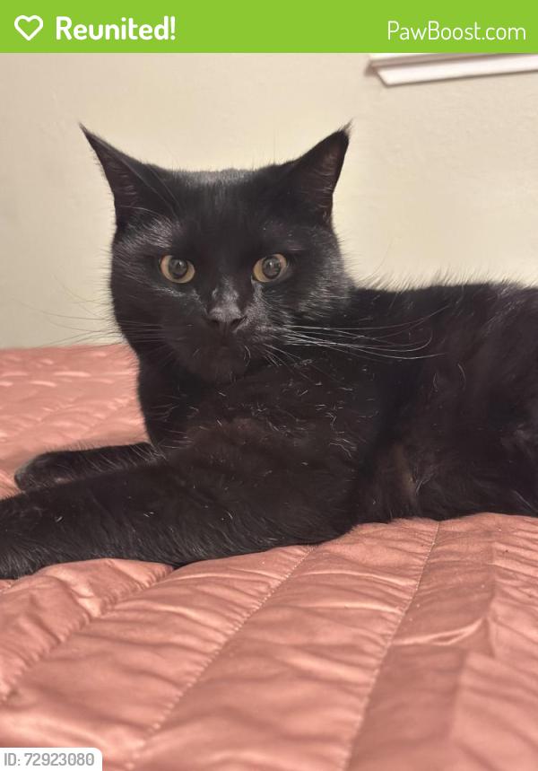 Reunited Male Cat last seen Melbourne way, Citrus Heights, CA 95621