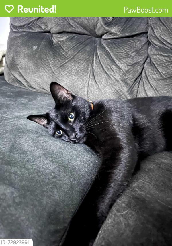 Reunited Male Cat last seen Glantz Dr and crater lake, Billings, MT 59102