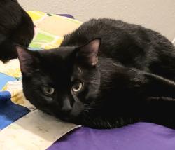 Lost Male Cat last seen Near Saybrook Ave and 131 St, Garfield Heights, OH 44105