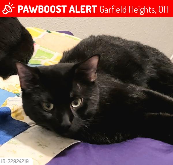 Lost Male Cat last seen Near Saybrook Ave and 131 St, Garfield Heights, OH 44105