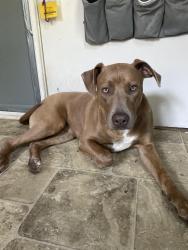 Found/Stray Female Dog last seen By two gasoline stations , Fort Worth, TX 76116