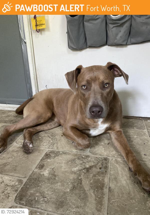 Found/Stray Female Dog last seen By two gasoline stations , Fort Worth, TX 76116