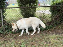 Found/Stray Male Dog last seen Ann hardy plaza, Richmond, VA 23222