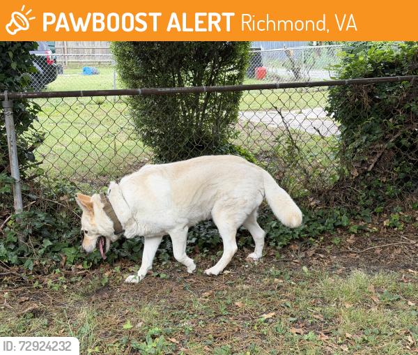 Found/Stray Male Dog last seen Ann hardy plaza, Richmond, VA 23222