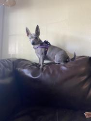 Reunited Female Dog last seen Near e key blvd, Midwest City, OK 73110