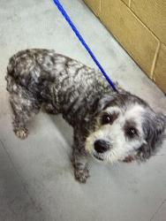 Reunited Unknown Dog last seen Near N 74th Ave, Elmwood Park, IL 60707, USA, Elmwood Park, IL 60707