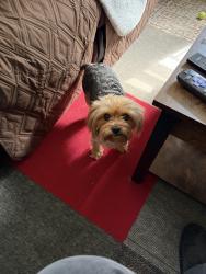 Lost Female Dog last seen Reis Avenue and Home acres avenue, Vallejo, CA 94591