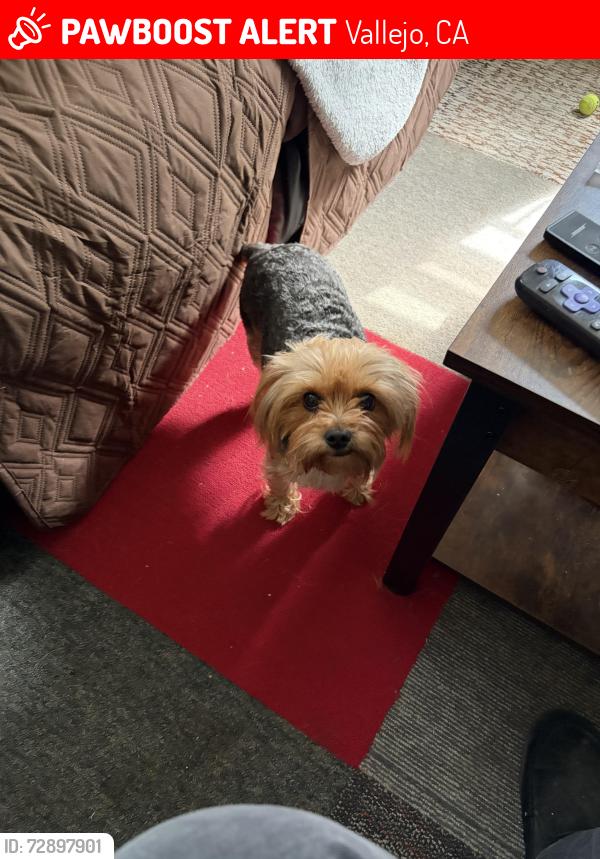 Lost Female Dog last seen Reis Avenue and Home acres avenue, Vallejo, CA 94591