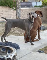Reunited Male Dog last seen Grandview and Dorn , Cathedral City, CA 92234