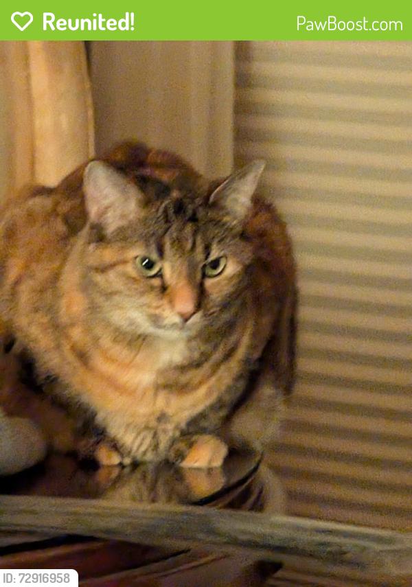 Reunited Female Cat last seen Near Lake Agnes Dr Polk City FL, Polk City, FL 33868