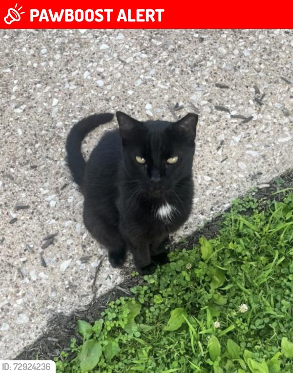 Lost Male Cat last seen Paoli Pike , West Goshen Township, PA 19380