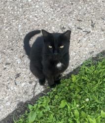 Lost Male Cat last seen Paoli Pike , West Goshen Township, PA 19380