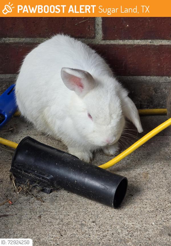Surrendered Unknown Rabbit last seen Near Becket Woods Ln Sugar Land, Sugar Land, TX 77498