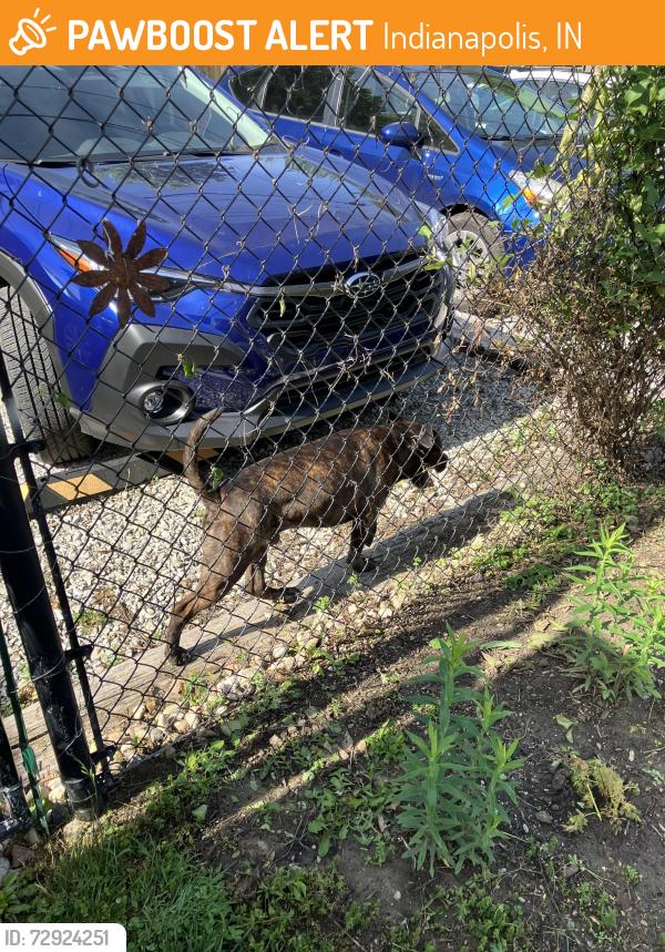 Found/Stray Male Dog last seen Shelby and Tabor, Indianapolis, IN 46203