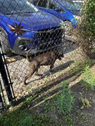 Found/Stray Male Dog last seen Shelby and Tabor, Indianapolis, IN 46203