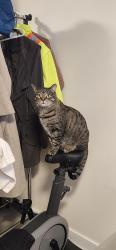 Reunited Male Cat last seen Av. O' Brindó et rue Poirier, Montréal, QC H4L 3T1