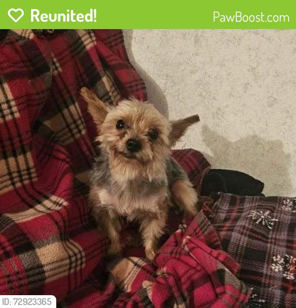 Reunited Male Dog last seen Bridge and Gatewood Ave sw, Albuquerque, NM 87105
